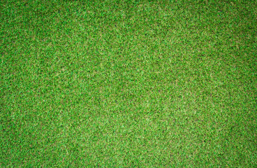 Wall Mural - top view green grass texture for background