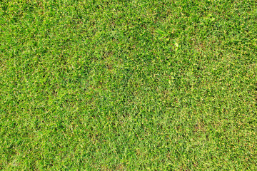 Canvas Print - top view green grass texture for background