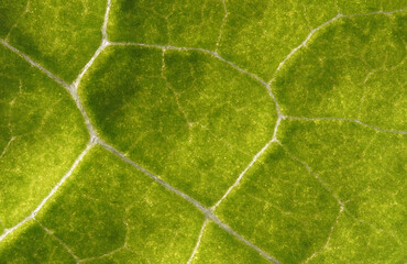 Wall Mural - green leaf texture