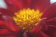 Czerwony kwiat żółte pręciki z pyłkiem makro