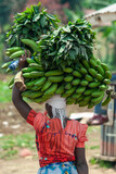 Fototapeta Sawanna - woman carries banan fruits Congo