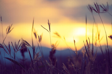 Closed up wild grass flower in dark tone over blur nature background of sunset landscape