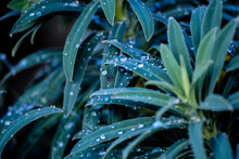Close-up Of Wet Plant Leaves During Rainy Season