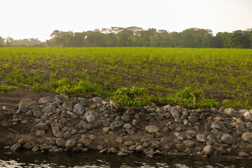 Poster - Sugar cane seed in field, Cuyotenango. Guatemala.