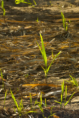 Poster - Sugar cane seed in field, Cuyotenango. Guatemala.