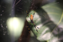 Closeup Of A Golden Silk Orb-weaver On Spider Web In A Field With A Blurry Background