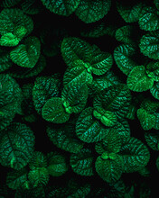 Full Frame Of Green Leaves Texture Background.