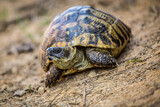 Fototapeta Konie - Land tortoise