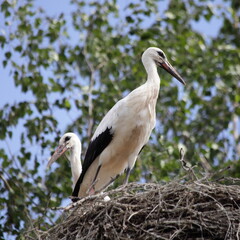 Two white stork big nestlings close-up stands in the branchy nest against the birch tree leaves background at Sunny summer day, West European migratory birds