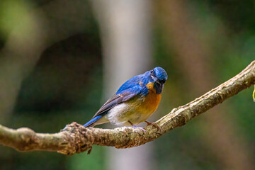 Wall Mural - Indochinese Blue Flycatcher, Beautiful birds playing in the water and on the branches.