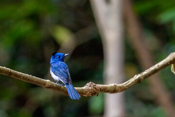 Sticker - Black-naped Monarch, beautiful bird on the branch in tropical forest