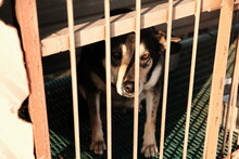 Portrait Of Dog In Cage