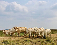 A Herd Of Curious Cows