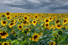 A Field Of Bright Sunflowers With a Stormy Sky. Perfect Desktop Wallpaper. For Design And Interior Decoration
