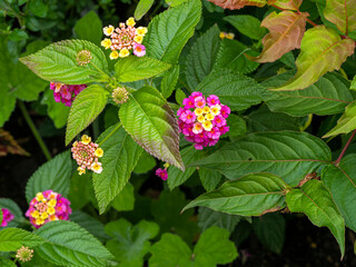 Wall Mural - Pretty common Lantana plant flowers and leaves