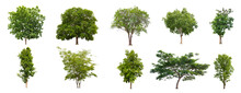 Set Beautiful Trees Isolated On White Background, Collection Of Isolated Trees On White.
