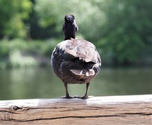 A Gray Duck Viewed From Behind, Looking At The Water And Standing On A Wooden Beam