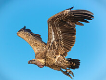 Low Angle View Of Vulture Flying Against Sky