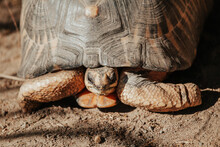 Extreme Close Up Of Large Sea Tortoise