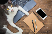 Flat Lay Style With Laptop,smartphone,book,pen And Cat On Wood Background
