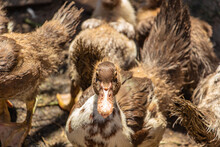 Brown Muscovy Ducks In The Barnyard, Lots Of Poultry