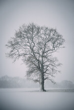 Solitary Tree In The Winter Storm 