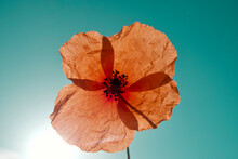 Close-up Of Poppy Flower Against Blue Sky