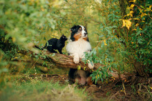  Dogs And A Black Cat. Australian Shepherd In Nature. Autumn Mood