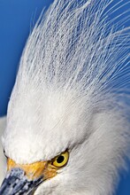 Close Up On Heron Head