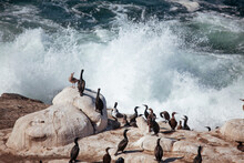 Flock Of Birds On Rock In Sea.  Cormorants Resting On Cliff