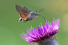 Close-up Of Butterfly Pollinating On Purple Flower