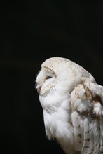 Close-up Of Owl Against Black Background