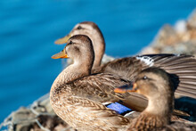 Close-up Of Two Ducks