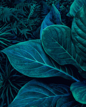 Full Frame Of Green Leaves Texture Background.