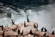 High Angle View Of Birds On Rocks In Sea. La Jolla Beach With Cormorants And Pelicans
