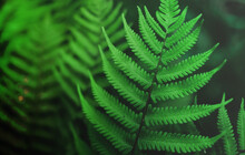 Green Fern Leaf Natural  Background. Plant Leaves Concept