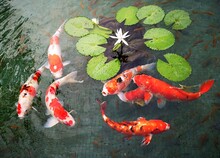 Koi Fish At A Pond In Chiang Mai, Thailand. High Angle View Of Koi Carps Swimming In Pond.