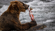 Brown Bear Eating Salmon