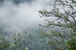 Mały ptak na gałęzi na tle lasu we mgle