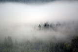 Fototapeta Na ścianę - Las we mgle wierzchołki drzew na tle nieba