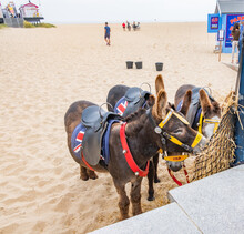 Great Yarmouth, Norfolk, UK – July 12 2021. Donkeys Used For Donkey Rides On The Beach Eating Whilst Waiting For Customers