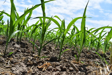 Sticker - Corn Field