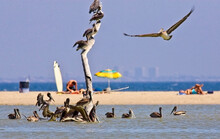 Brown Pelicans, (Pelecanus Occidentalis), At A Beach Near Ventura, California, USA.