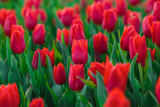 Fototapeta Tulipany - Spring background with red tulips flowers. beautiful blossom tulips field. spring time. banner, copy space