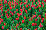 Fototapeta  - Spring background with red tulips flowers. beautiful blossom tulips field. spring time. banner, copy space