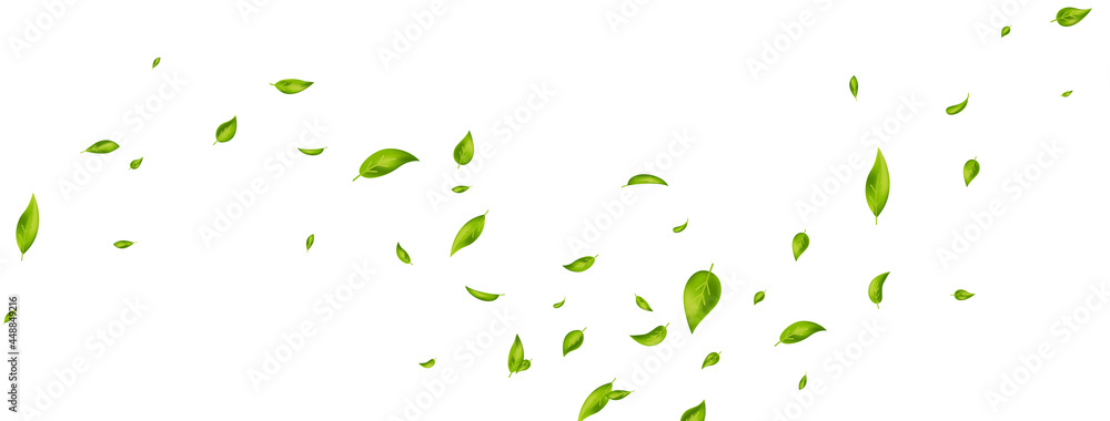 Green flying leaves on long white banner. Leaf falling. Wave foliage ornament. Ecology, eco, organic design element. Cosmetic pattern border. Fresh tea background. Beauty product. Vector illustration - obrazy, fototapety, plakaty 