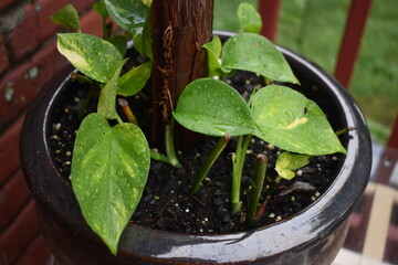 Canvas Print - Potted Plant