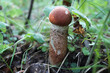 Young boletus mushroom with red cap