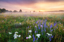 Beautiful foggy sunrise over field of flowers