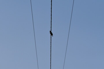 Canvas Print - Power Lines